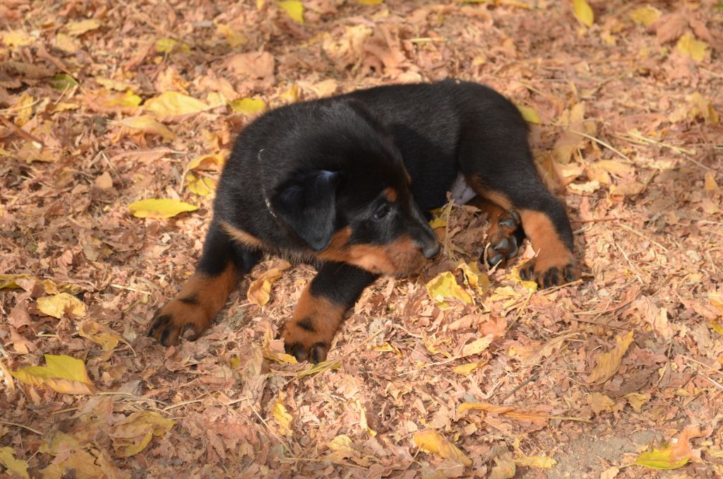 des Berges de l'Assou - Chiots disponibles - Berger de Beauce