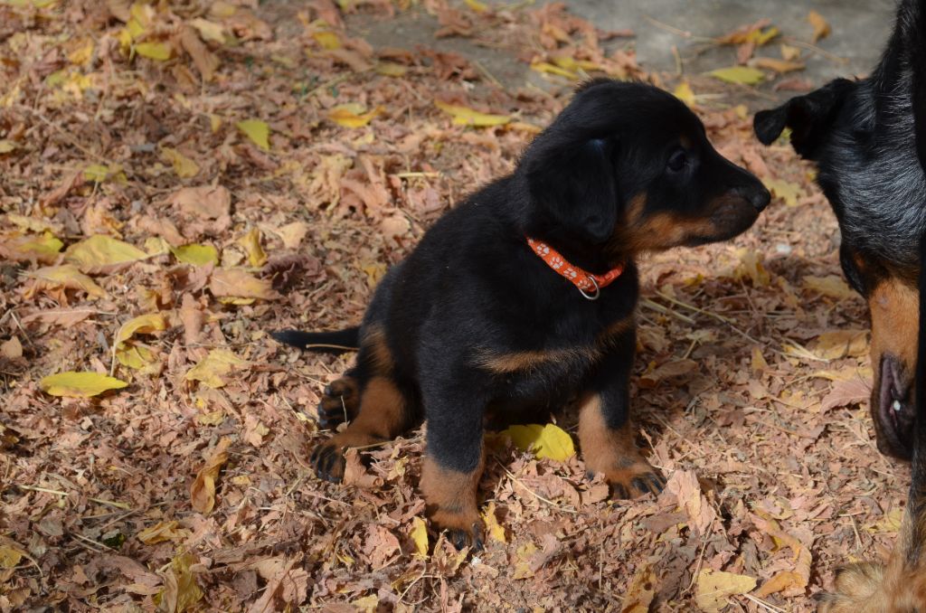 des Berges de l'Assou - Chiots disponibles - Berger de Beauce